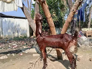 মেয়োতি তোতা ক্রস ছাগী