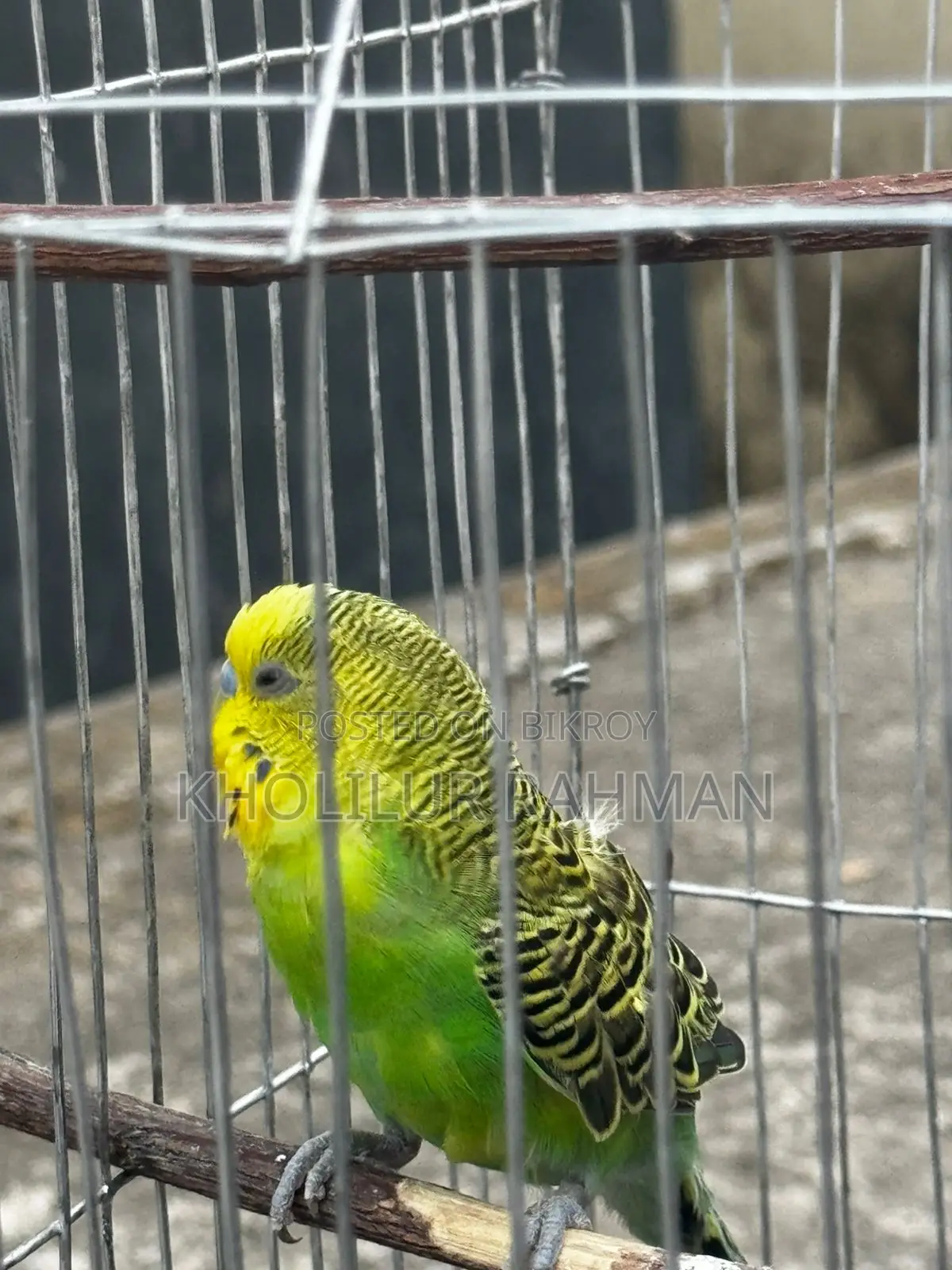 1 Budgerigar Bird