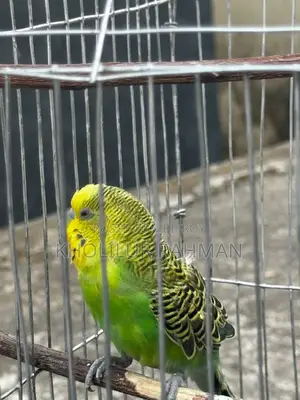 1 Budgerigar Bird