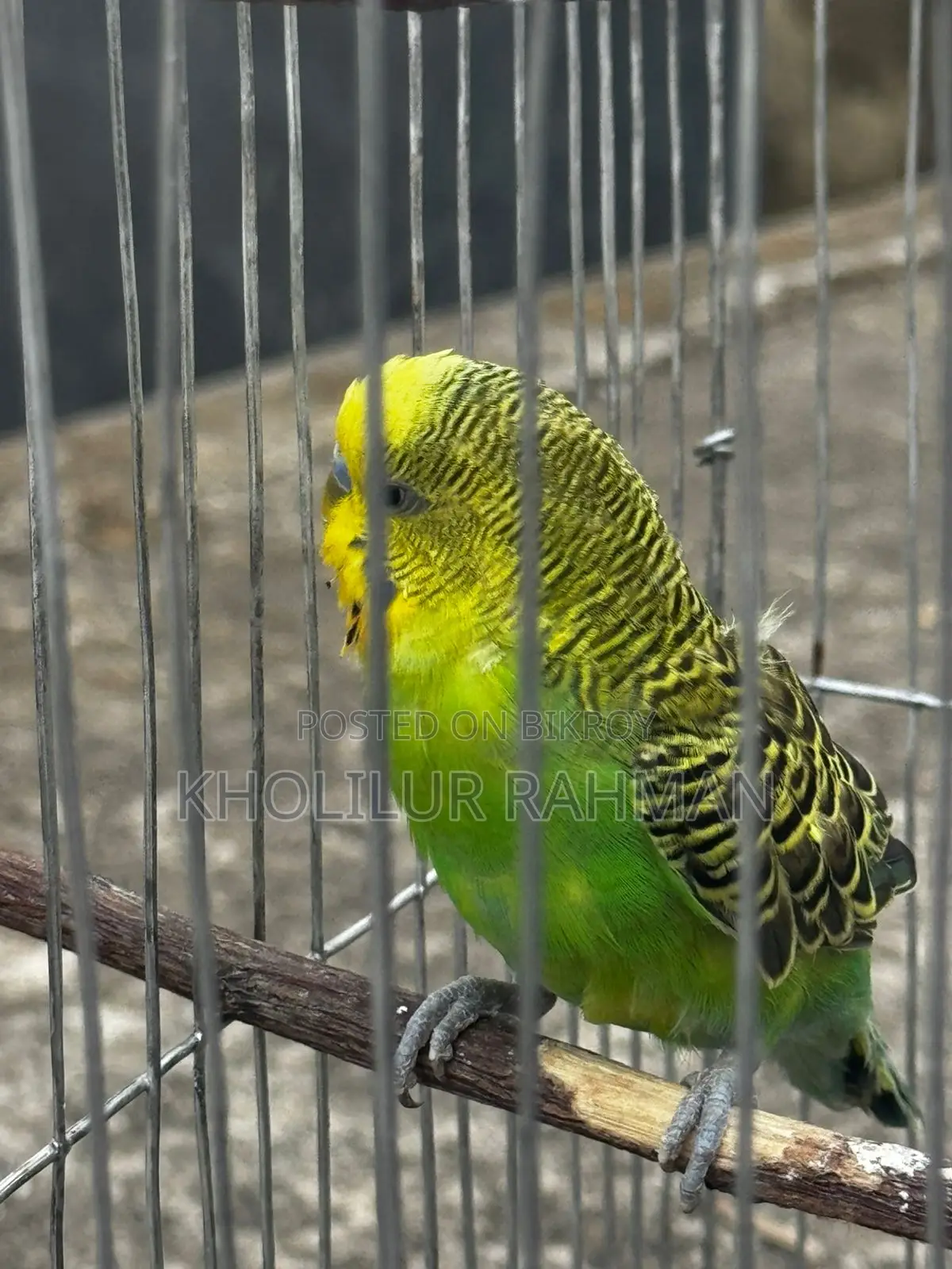 1 Budgerigar Bird