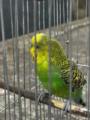 ১টি বাজরিগার পাখি