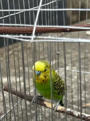 1 Budgerigar Bird