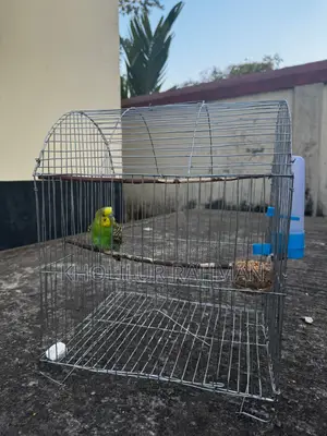 1 Budgerigar Bird