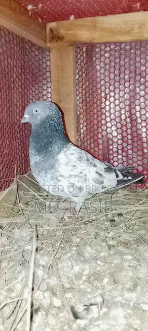 কামাগার নর সেল হবে ৫ঘন্টা+ উড়ানো আছে।