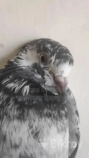 Pigeons For Sale