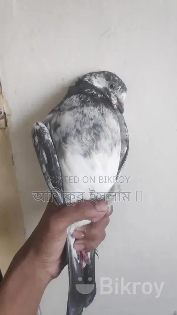 Pigeons For Sale