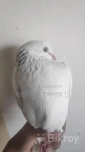 Pigeons For Sale
