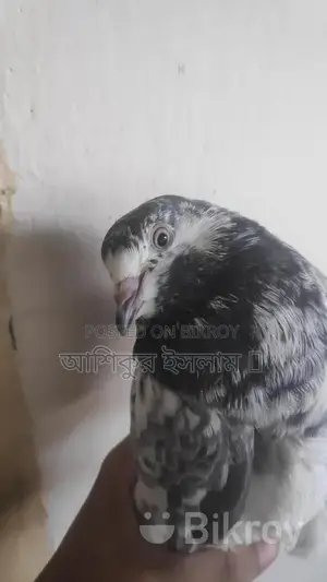 Pigeons For Sale
