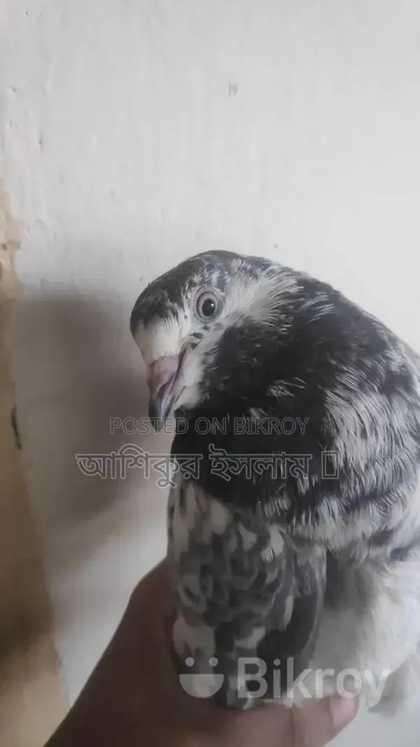 Pigeons For Sale