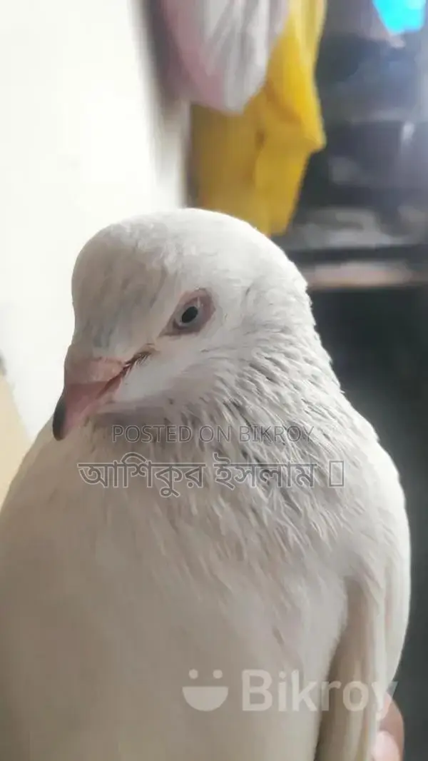 Pigeons For Sale