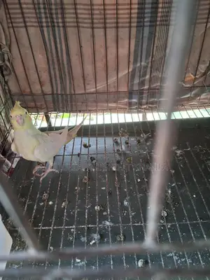 ককাটেল সেমি এডালট