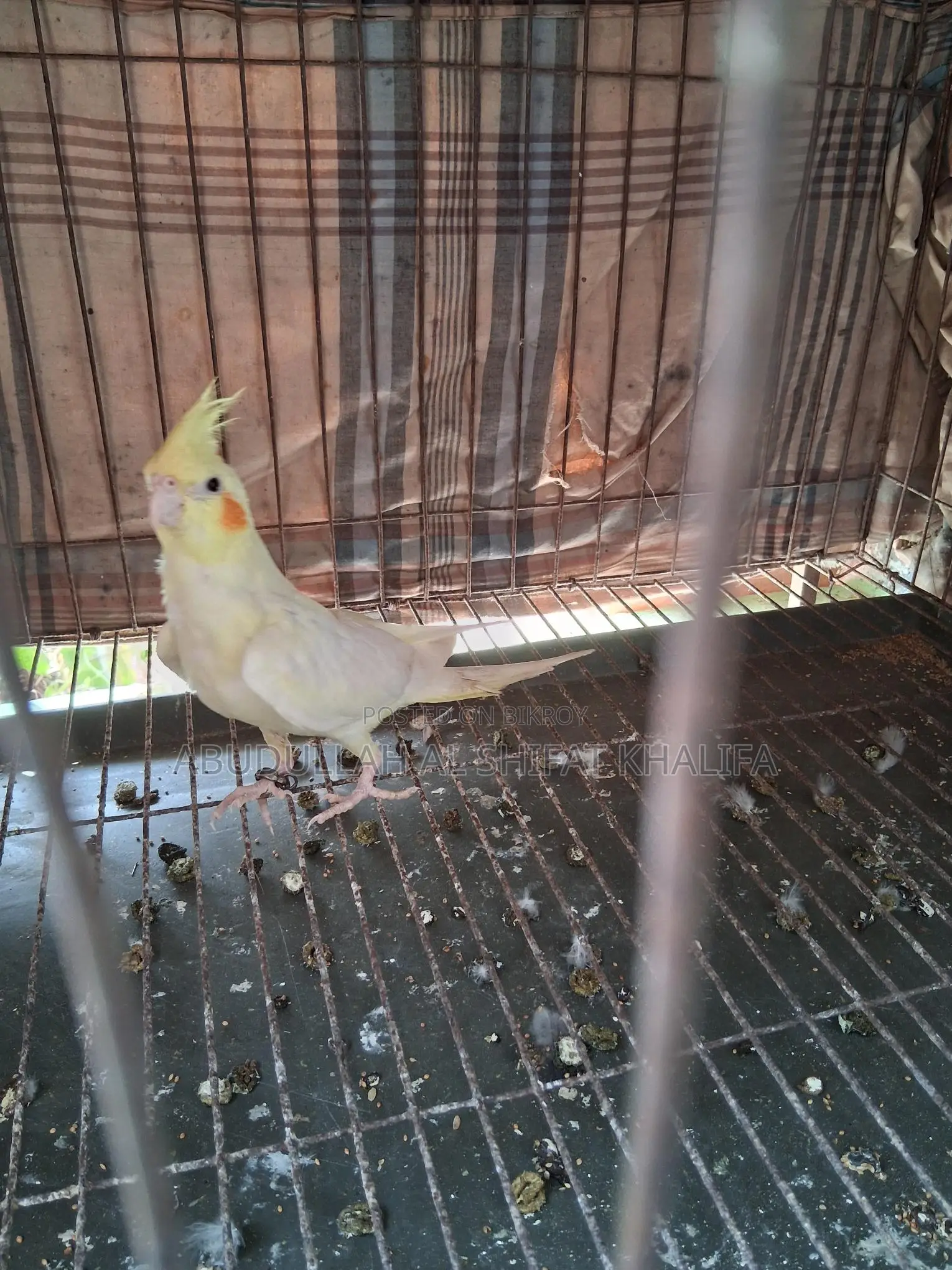 ককাটেল সেমি এডালট