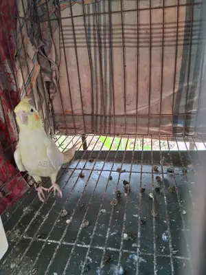 ককাটেল সেমি এডালট