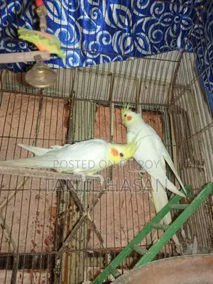 কোকাটেইল পাখি