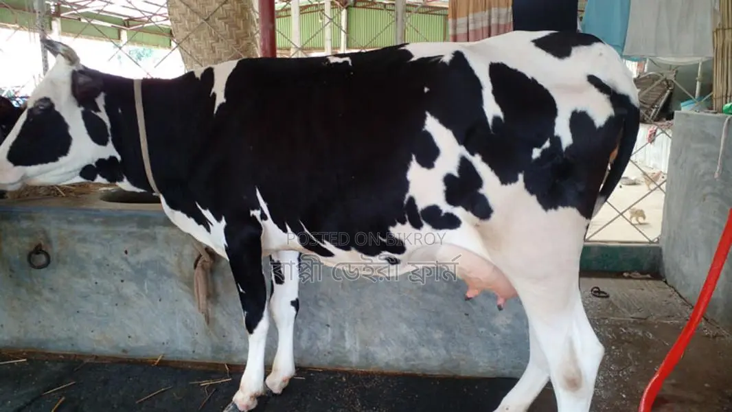 ৯৬৭নং অল্প দামে গাভী কিনুন।