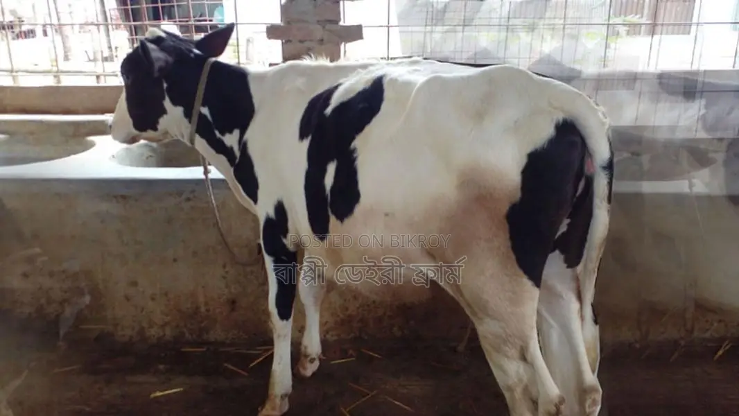 Heifer calf for sale. (No. 968)