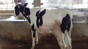 Heifer calf for sale. (No. 968)