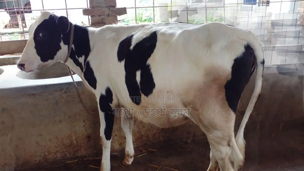 Heifer calf for sale. (No. 968)