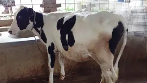 Heifer calf for sale. (No. 968)