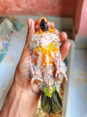Birds For Sale