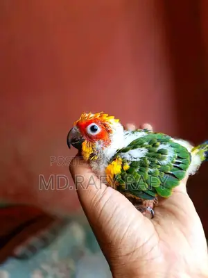 Birds For Sale