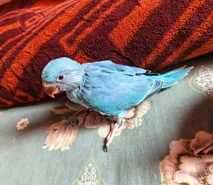 Birds For Sale