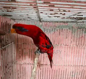 Birds For Sale