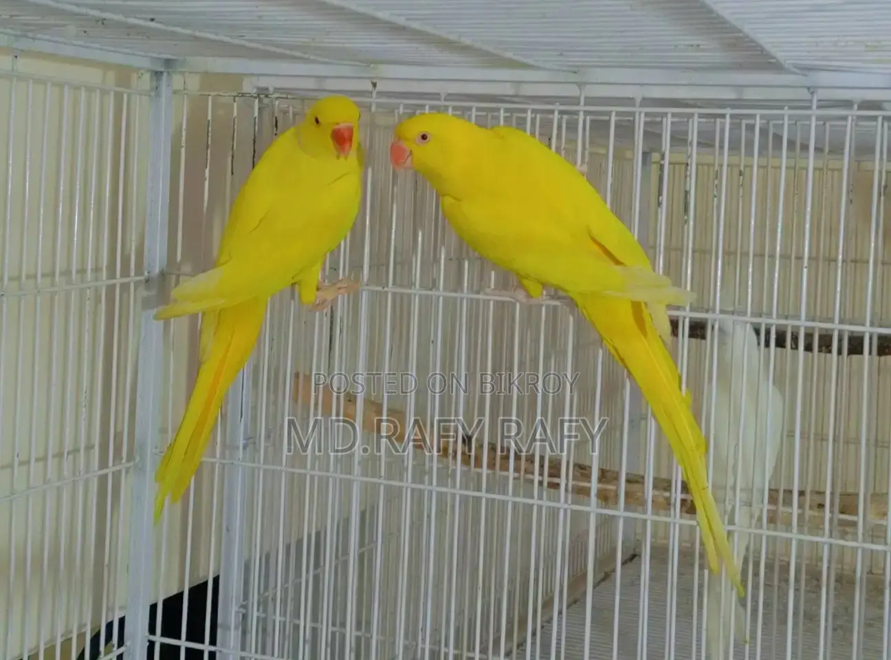 Birds For Sale