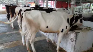 ৯৭০ নং ৬টি বকনা বিক্রয় হবে একলটে।