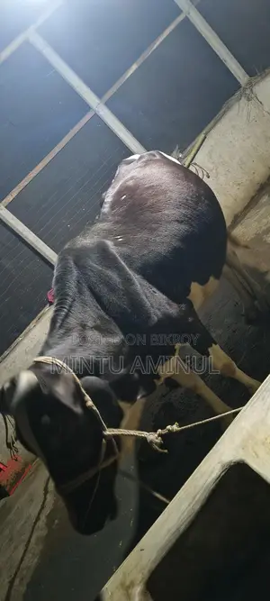 বাচ্চা সহ দুধের গাভি বিক্রি হবে, দূধের পরিমান ১১-১২ লিটার, 4 দাত