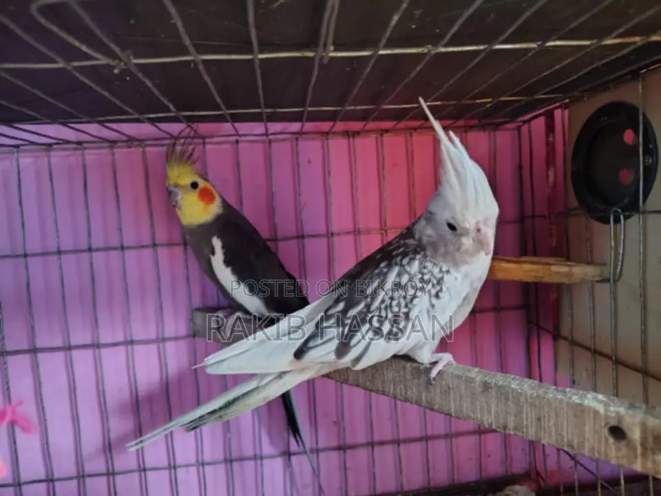 Running Pair