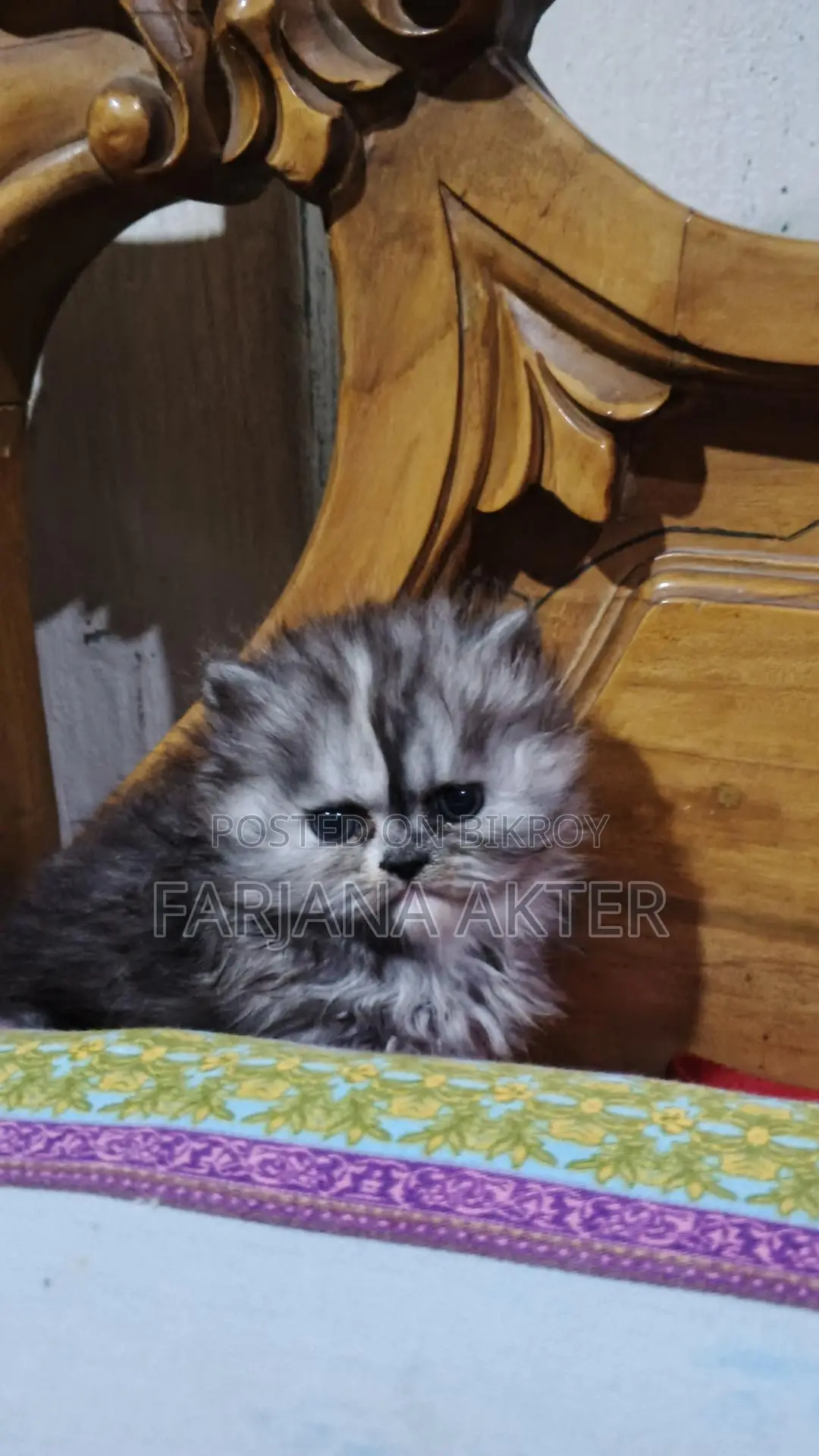 Selling 2 Persian cats: white male and black ash tabby female