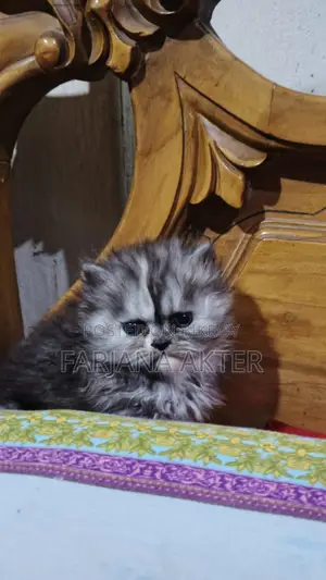 Selling 2 Persian cats: white male and black ash tabby female