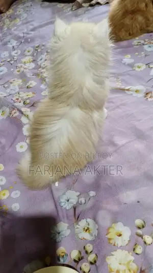 Selling 2 Persian cats: white male and black ash tabby female