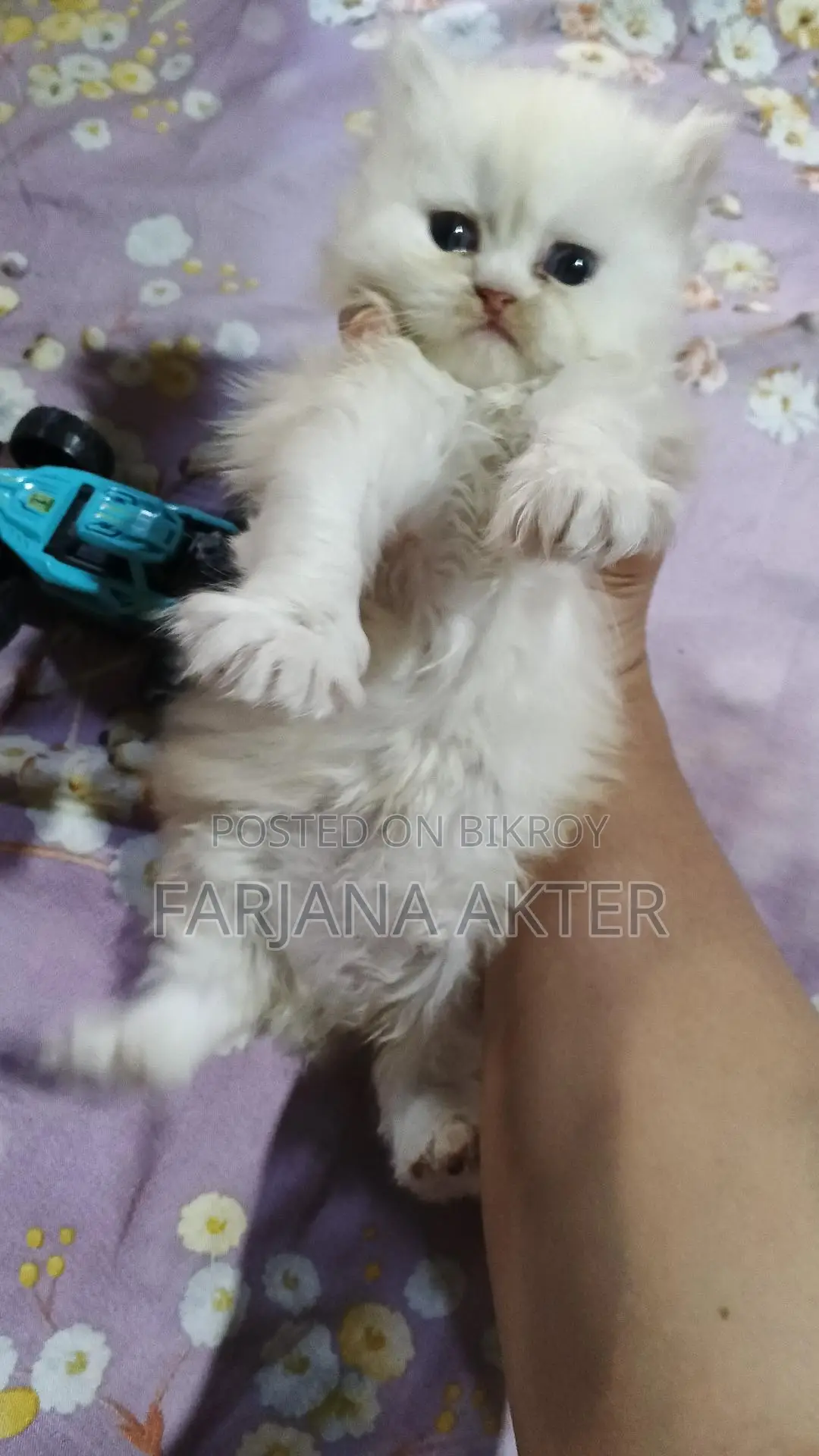Selling 2 Persian cats: white male and black ash tabby female