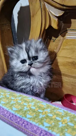 Selling 2 Persian cats: white male and black ash tabby female