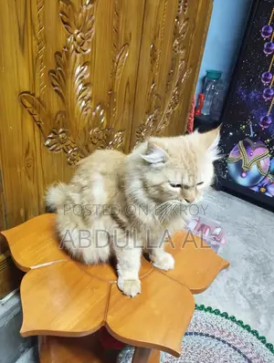 Cat For Sell