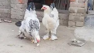 আমেরিকান কলম্বিয়ান লিইট ব্রাহমা।