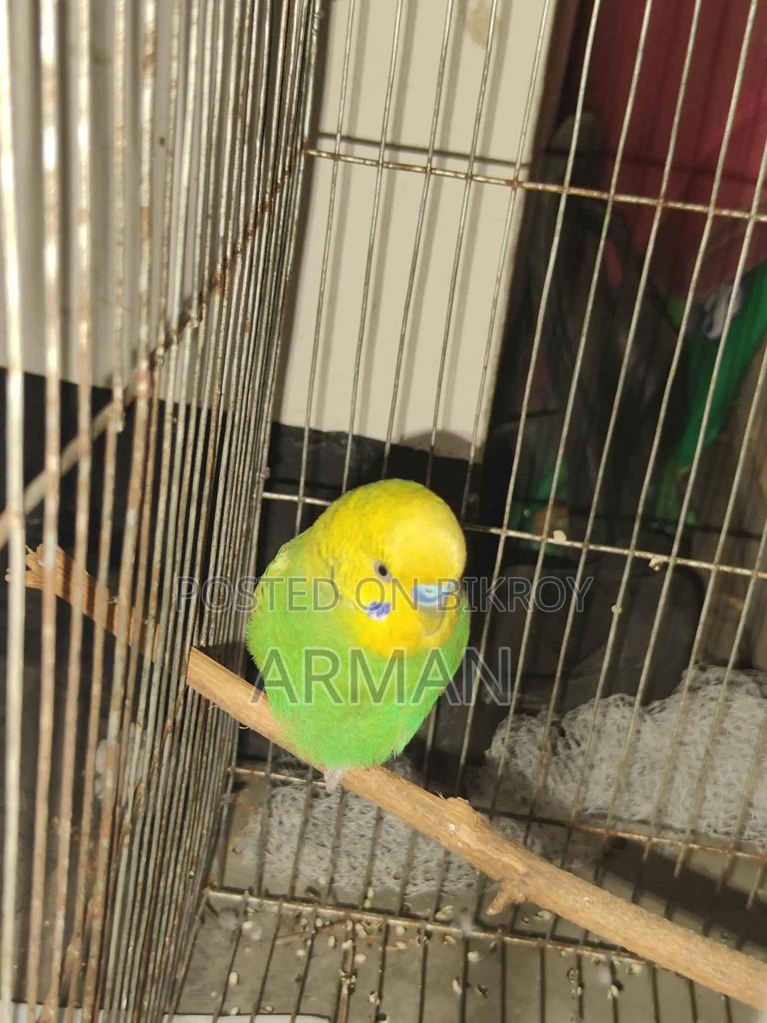 Budgerigar Bird
