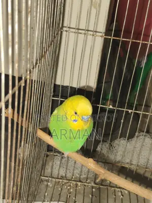 Budgerigar Bird