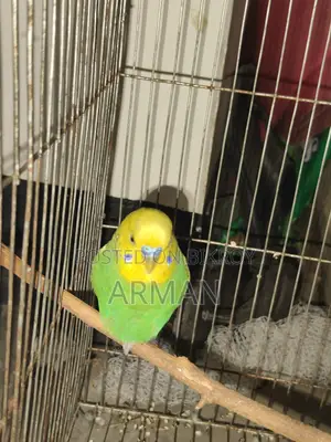 Budgerigar Bird