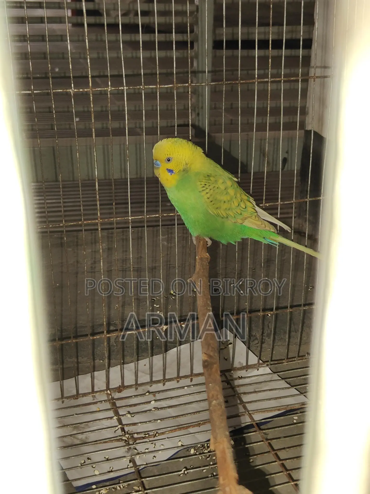 Budgerigar Bird