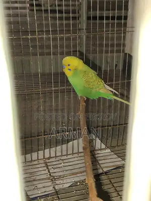 Budgerigar Bird