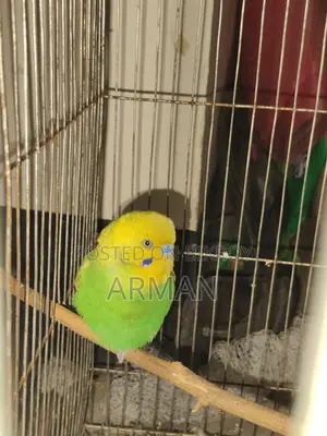 Budgerigar Bird