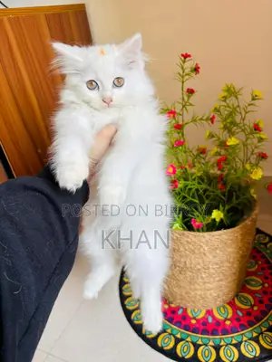 Persian Cat