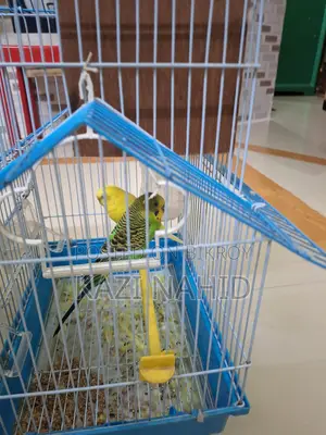 Budgie Birds for Sale with Cage