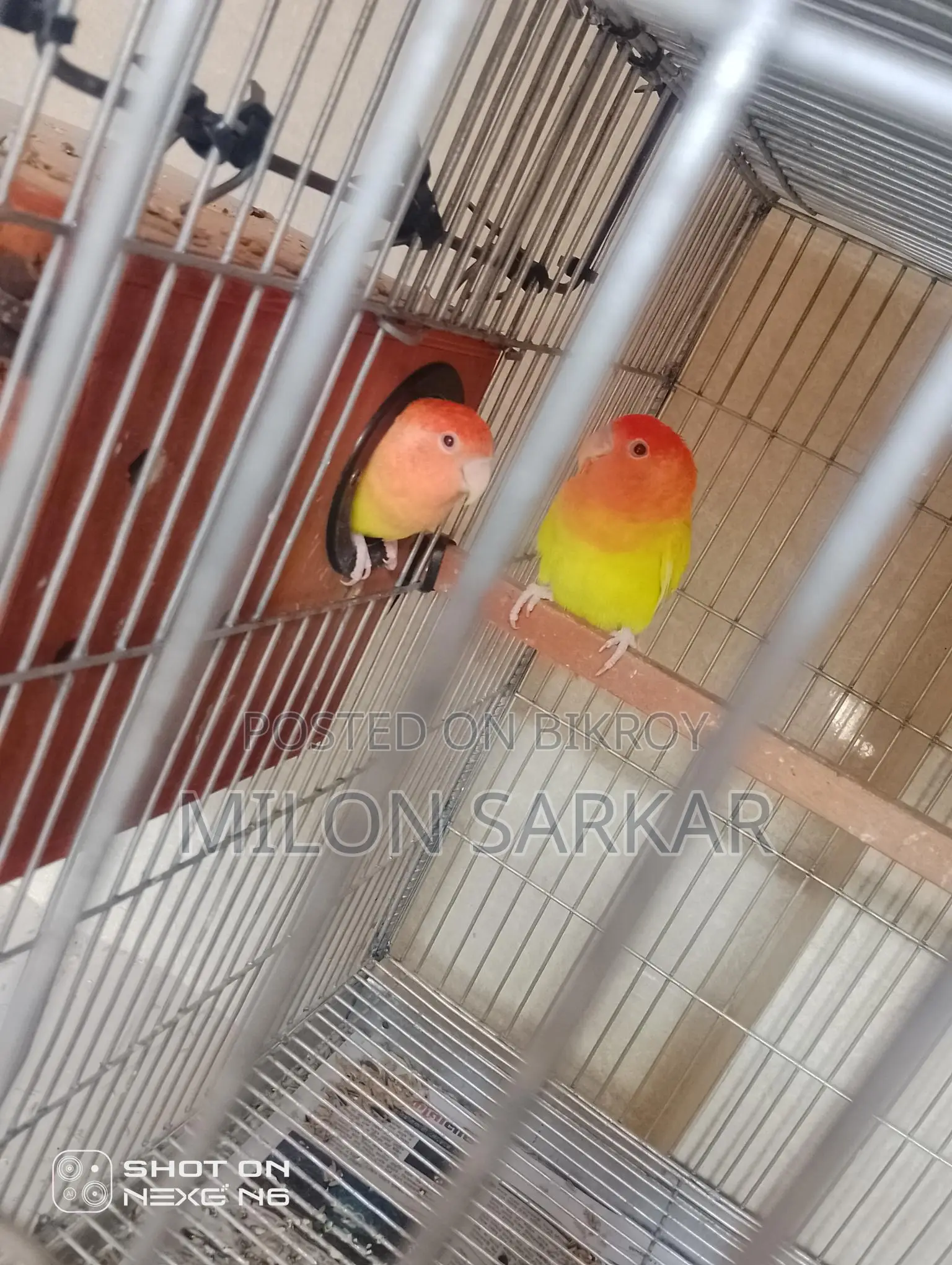Bird Sale