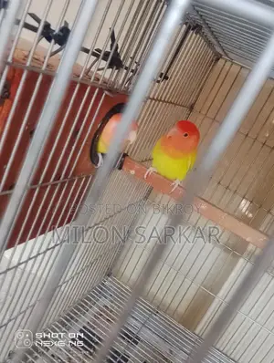 Bird Sale