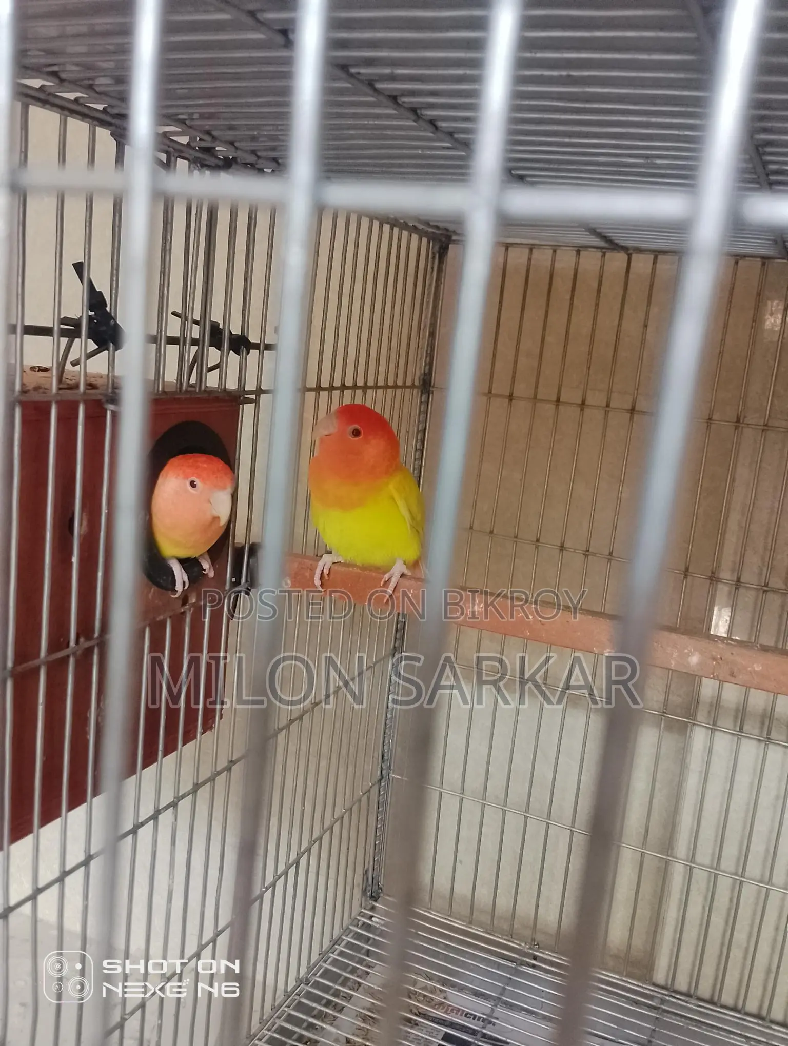 Bird Sale