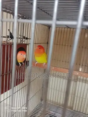 Bird Sale